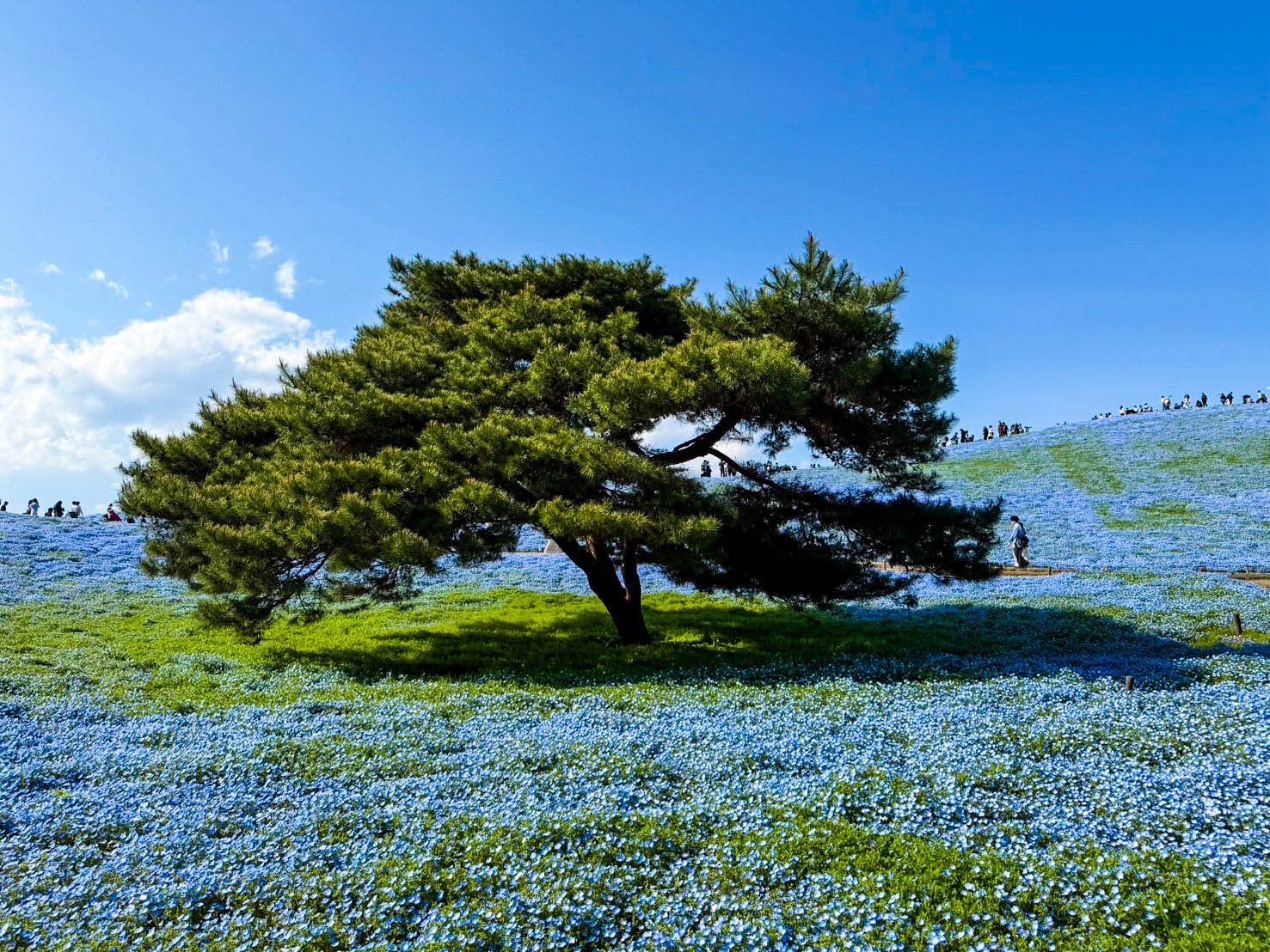 Hitachi seaside park